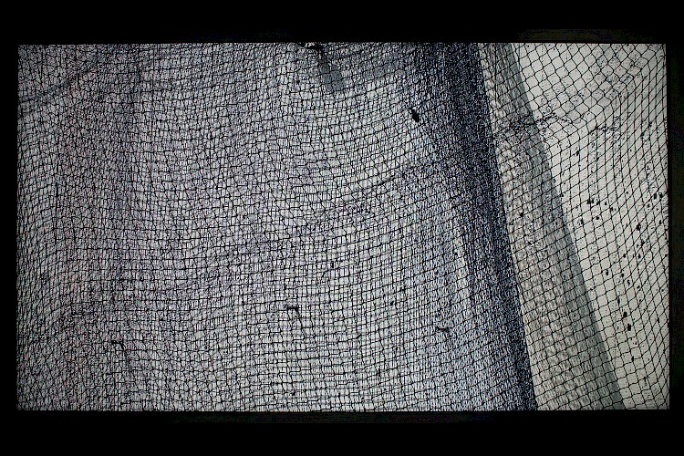 Starlings, Monkeys and Horses.