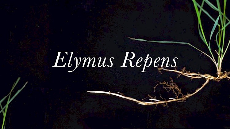 Elymus Repens.